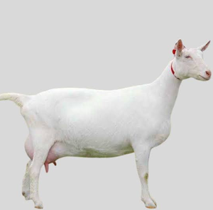 Cabras Saanen Premium para Suministro al por Mayor y Cría Comercial de Cabras - Product Image 2