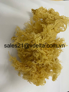 Super Grade Dried Sea Moss Seasoned Laver with Salt Unsalted Export Standard Packaged in Bag/ Ms. Lima - Product Image 3
