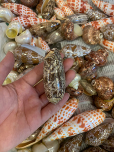 Assorted Small and <b>Large</b> Sea Shells Natural Marine Shells for Craft Aquarium Decor Vietnam Supplier Bulk Export - Product Image 6