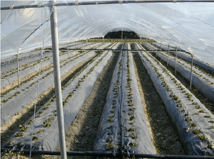 La solución definitiva para agricultura sostenible, grandes invernaderos de PE para un crecimiento óptimo de los cultivos - Product Image 3