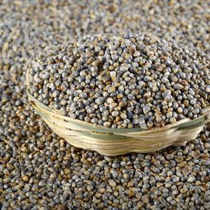 Exportateur de millet en vrac en Inde, fournisseur de millet perlé pour les importateurs en gros, industrie alimentaire, commerce et exportation de céréales - Product Image 3