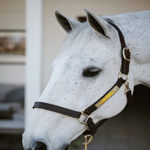 Design Custom Your Own High Quality Comfortable Leather Horse Halter with Padded Noseband and Personalized Brass <b>Name</b> <b>Plate</b> - Product Image 5