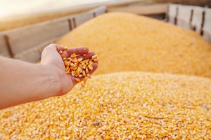Maïs jaune naturel de haute qualité en provenance de Makassar, Indonésie, frais, sucré, qualité supérieure, scellé sous vide, meilleur prix en stock, pas cher - Product Image 6