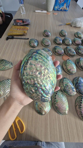 Bulk Supply <b>Abalone</b> <b>Shell</b> Natural Sea <b>Shell</b> Decorative Sculpture Professional Export Quality For Global Wholesale Buyers Supply - Product Image 3