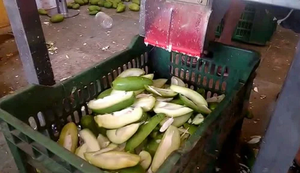 Máquina Industrial para Cortar Mangos Crudos en Cuartos para Procesamiento de Alimentos a Alta Velocidad - Product Image 3