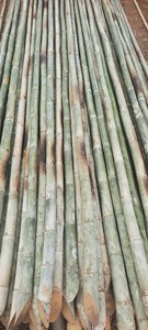 Poteau en bambou naturel pour la construction et le mobilier du Vietnam, matériau robuste pour la construction, les échafaudages, la décoration et l'utilisation en extérieur - Product Image 3