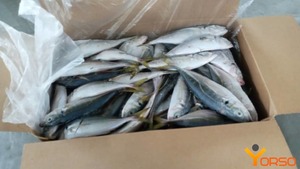 Frozen Mackerel <b>Fish</b> for Processing and Repacking Use - Product Image 6