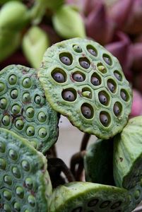 Semillas de Loto Secas Negras de Dong Thap, Vietnam, para Comercio Global, Precio Competitivo, Suministro a Granel, Color Natural - Product Image 2