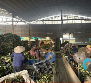 Canela de Vietnam al por mayor de alta calidad y precio económico, especias de hoja de canela, hierba individual, marca Takimex, 2 años de duración, para cocinar - Product Image 5