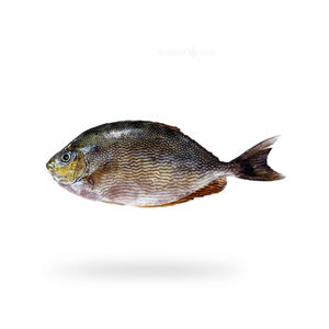 Pescado de conejo congelado de alta calidad disponible a precio de descuento para compradores que buscan suministro en grandes cantidades. - Product Image 3
