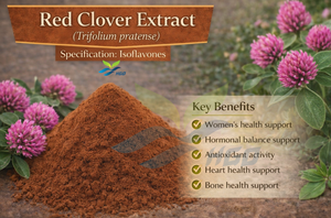 Suministro Directo de Fábrica HGO de Extracto Puro y Natural de Trébol Rojo, Grado Alimenticio, Especificación 8 - 40% de Isoflavonas, Extracto Estandarizado - Product Image 2