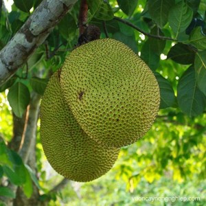 ขนุนเวียดนามสดใหม่ – ขนุนสุกคุณภาพสูง รสหวานธรรมชาติ สำหรับส่งออกและขายส่ง ราคาแข่งขัน // คุณทอม - Product Image 6