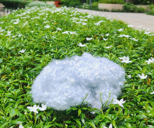 Fibra de Poliéster Hueca Conjugada Sin Silicona HCS 15Dx64mm Grado AA, Material de Relleno Antiestático Ignífugo, Vietnam - Product Image 6