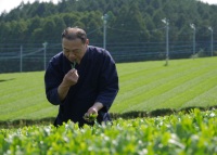 Thé vert japonais Matcha de haute qualité, Yame, Harano Seicha Honten Fukuoka, poudre de thé en sachet, bienfaits pour la santé et la minceur
