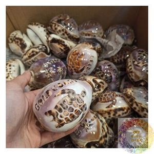 ของขวัญเปลือกหอยคาวรีขายส่ง เปลือกหอยธรรมชาติสำหรับตกแต่ง สำหรับงานธุรกิจ ของขวัญลูกค้า บรรจุภัณฑ์ธีมชายหาด สร้างสไตล์แบรนด์ - Product Image 2