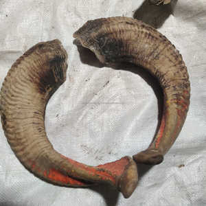 Cuerno de oveja náutico, ecológico, pulido, de material orgánico, decoración para el hogar de la India - Product Image 3