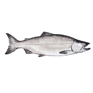 Salmón Congelado/Salmón Congelado de la Mejor Calidad - Product Image 2