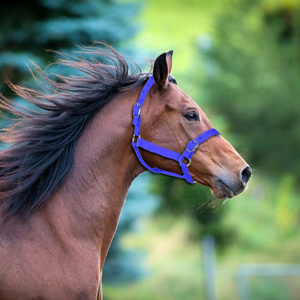 Horse <b>Head</b> Collar Adjustable Thickened Halter Bridle Comfortable Durable Riding Racing Training Rope Nylon Western Saddle <b>Style</b> - Product Image 4