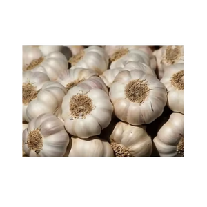Bulbos de Ajo Frescos de Calidad Superior, Ajo Blanco para Cocinar, Preparación de Alimentos, Procesamiento Industrial y Suministro para Exportación Global - Product Image 6