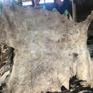 Natural Wet Salted Cowhide Wet Salted Cow Leather & Buffalo Skin Made by RIMZA INDUSTRIES - Product Image 4