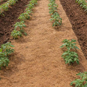 Tapete Biodegradable Ecológico de Fibra de Coco para Jardinería y Plantación, Listo para Usar en Macetas - Product Image 1