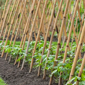 Estacas/Varas de Bambú Natural de Calidad Superior, Resistentes y Versátiles, 150 cm, 10-12 mm de Diámetro, Agro Kari, para Entrenar y Cultivar Plantas Jóvenes - Product Image 1