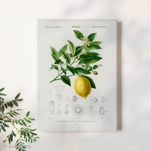 Arte Mural Moderno para Días Festivos, Ilustración Botánica de Limón, Póster Impreso en Lienzo, Decoración Minimalista Escandinava para Cocina - Product Image 1