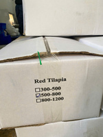 Tilapia entière IQF/congelée en bloc, haute qualité du Vietnam, VH Food, 300-500g/500-800g, faible teneur en sel et en matières grasses, scellée sous vide, issue d'élevage, en morceaux