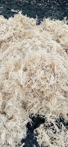 Mousse de mer violette séchée du Vietnam / Mousse de mer irlandaise dorée avec sel, superaliment Eucheuma Cottonii / ANNA DO - Product Image 5