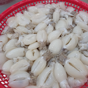 Approvisionnement OEM de seiches bébés surgelées pour les chaînes de vente au détail, les importateurs et les distributeurs - Product Image 2