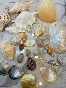 Pearl Of Mother Plate Shell Yellow Color Premium Vietnam Material For Decorative Inlay Craft Jewelry Plate Use Home Kitchen - Product Image 5