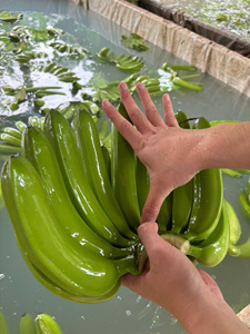 Exportateur de bananes Cavendish du Vietnam – Bananes tropicales de qualité supérieure pour la vente en gros - Product Image 4