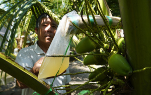 Concentré d'eau de coco filtrée de qualité supérieure en vrac, mélange de nectar et de sirop de fleur de coco sans sucre, du Vietnam - Product Image 5