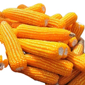 Yellow Corn Super Quality Available for Wholesale at Customized Price - Product Image 2