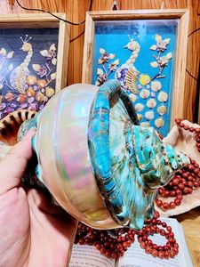 Coquillage naturel poli écologique du Vietnam pour la décoration intérieure, l'artisanat sur le thème de la nature et les rituels de méditation - Product Image 4