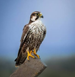 Laggar Falcon: Recursos para la Investigación Avícola, Conservación, Proyectos de Cría, Programas Profesionales de Cetrería, Educación sobre la Vida Silvestre, Ganado - Product Image 5