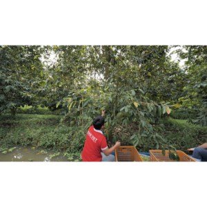 300ml de jugo de Guanábana de calidad superior BRC HACCP ISO certificado OEM Etiqueta Privada para VINUT Vietnam fábrica de jugo de fruta bebida - Product Image 3