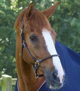 Licol d'entraînement robuste en sangle de nylon pour chevaux, réglable avec double boucle, respirant, pour l'encastrement et la pâturie - Product Image 3