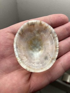 [FOURNISSEUR POPULAIRE] Coquille d'ormeau naturelle de forme irrégulière, polie, irisée, matériau de coquille de Paua pour la fabrication de bijoux d'art populaire BLEU - Product Image 1