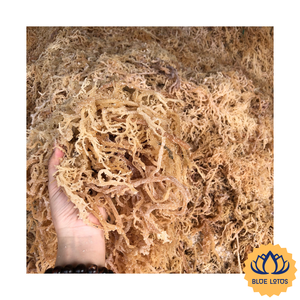 [ราคาดีที่สุด] สาหร่ายโนริสดพรีเมียม Cotonii สำหรับแปรรูปอาหาร ทำเยลลี่ พุดดิ้ง  บรรจุภัณฑ์จากฟาร์มบลูโลตัส - Product Image 1