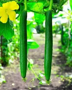 Semillas Híbridas de Calabaza Esponjosa DIL PASAND F1, 99.99% Puras, 85% de Germinación - Product Image 1