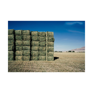Heno de Pasto Rhodes 100% Natural de Primera Calidad, Grado Alimenticio, Alto en Proteínas, para Alimentación Animal, Caballos, Peces, Ganado, en Bolsas de PP de 25/50 kg - Product Image 6