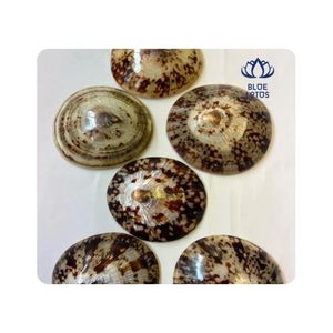 CONCHA DE LIMPIPAZOS FAVORITA DE LOS CLIENTES para Manualidades y Creación de Adornos, Aspecto Pulido, Material Duradero, Agrega Valor a los Diseños - Product Image 1