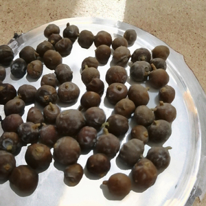 Meilleure Qualité Supérieure, Approvisionnement en Gros pour la Vente en Gros de Baies d'Arbre à Genévrier Séchées Naturelles, Nouvelle Saison 2026, Biologiques, Marques OEM, Étiquettes OEM - Product Image 3