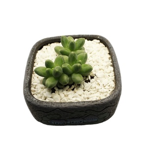 Enmienda de suelo ligero de perlita expandida hortícola para aireación, retención de agua y fertilidad <span class=keywords><strong>en</strong></span> jardinería y agricultura - Product Image 1