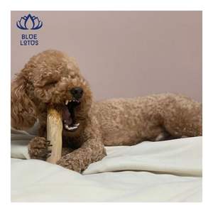 Bâton à mâcher pour chien en bois de café, livraison immédiate, pour le nettoyage dentaire et l'entraînement à la mastication, bâton durable en bois de café - Product Image 1