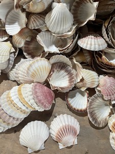 Hermosas Conchas Marinas Naturales Grandes (5-6 cm) 100% Aptas para Decoración Culinaria y Manualidades - Origen Vietnam Ba Ria-Vung Tau VIET D.E.L.T.A - Product Image 3