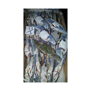 Cangrejo azul fresco en venta, ideal para amantes de los mariscos y restaurantes - Product Image 6