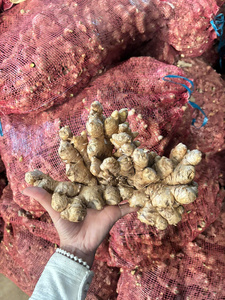 Vietnamese <b>fresh</b> <b>ginger</b> Cultivated <b>fresh</b> <b>ginger</b> root 60-day shelf life <b>ginger</b> Food processing <b>ginger</b> - Product Image 4