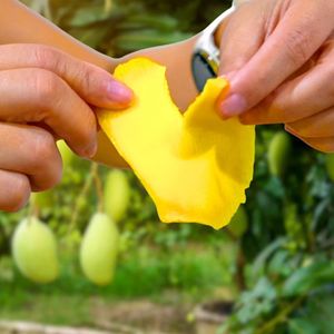Mango Deshidratado Suave Premium de Vietnam, Sabor Original, Snack de Fruta, Fabricación OEM de Marca Privada y Distribución a Granel - Product Image 4